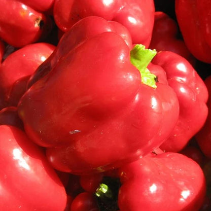 King of the North Pepper vendor-unknown