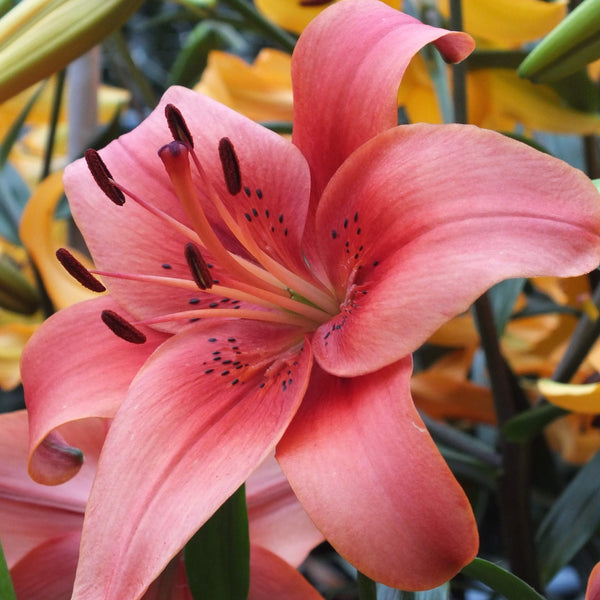 Asiatic Lily 'Pearl Loraine'