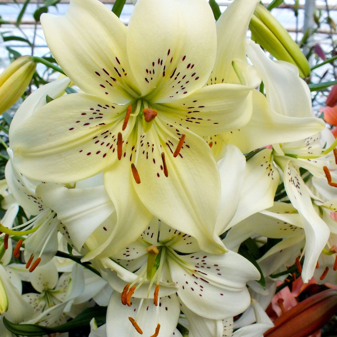 Asiatic Lily &