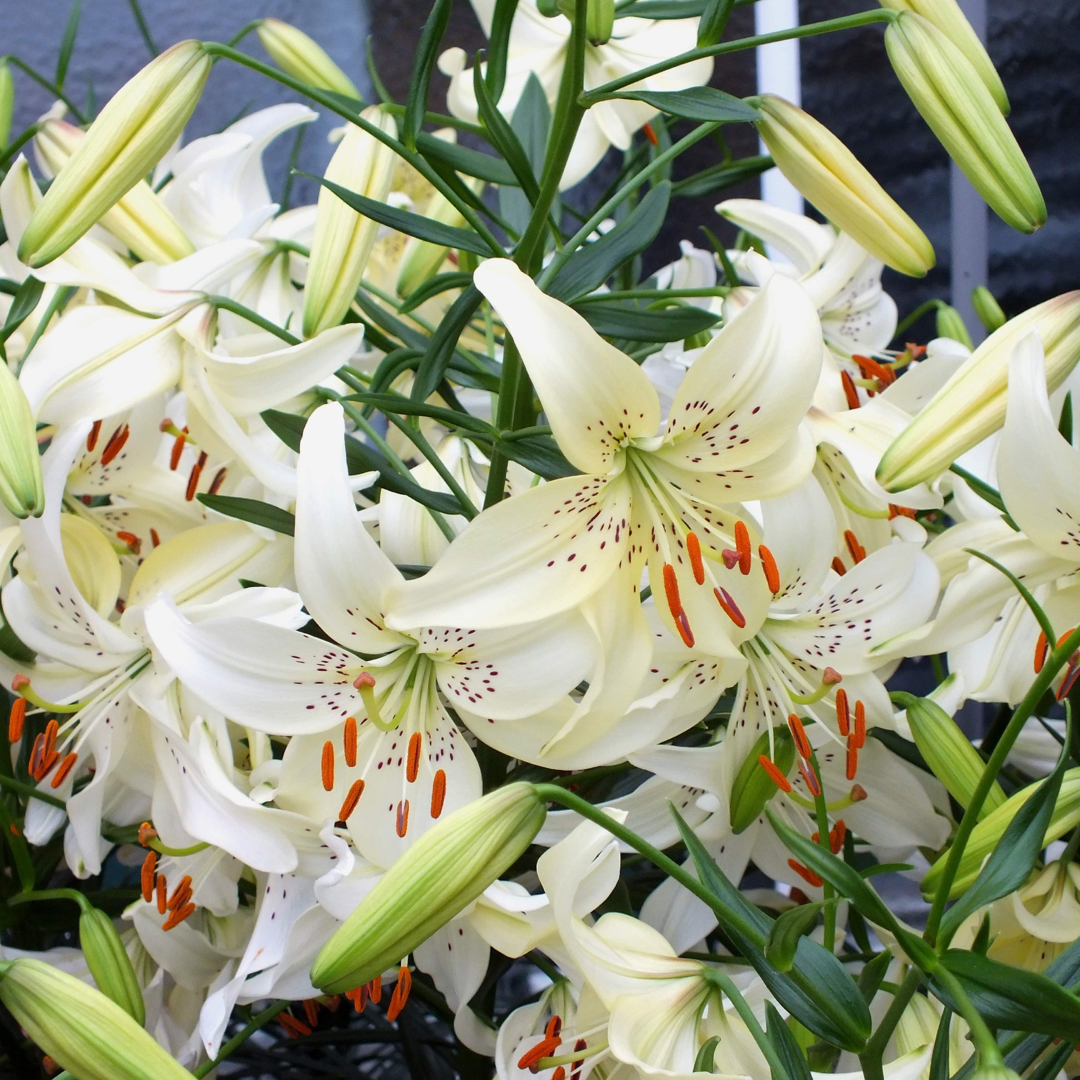 Asiatic Lily &