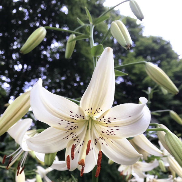 Asiatic Lily 'Sweet Surrender'