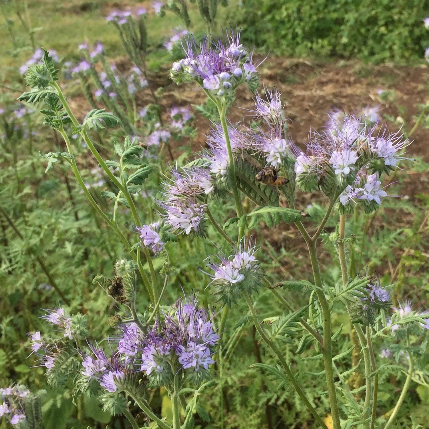 Lacy Phacelia vendor-unknown