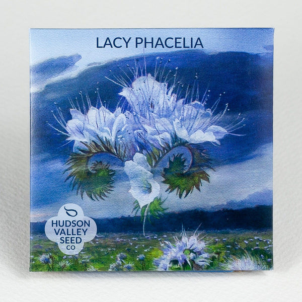Lacy Phacelia vendor-unknown