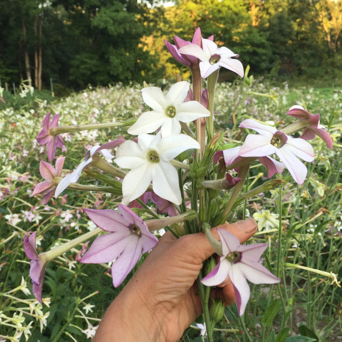 Lavender Cloud Nicotiana vendor-unknown