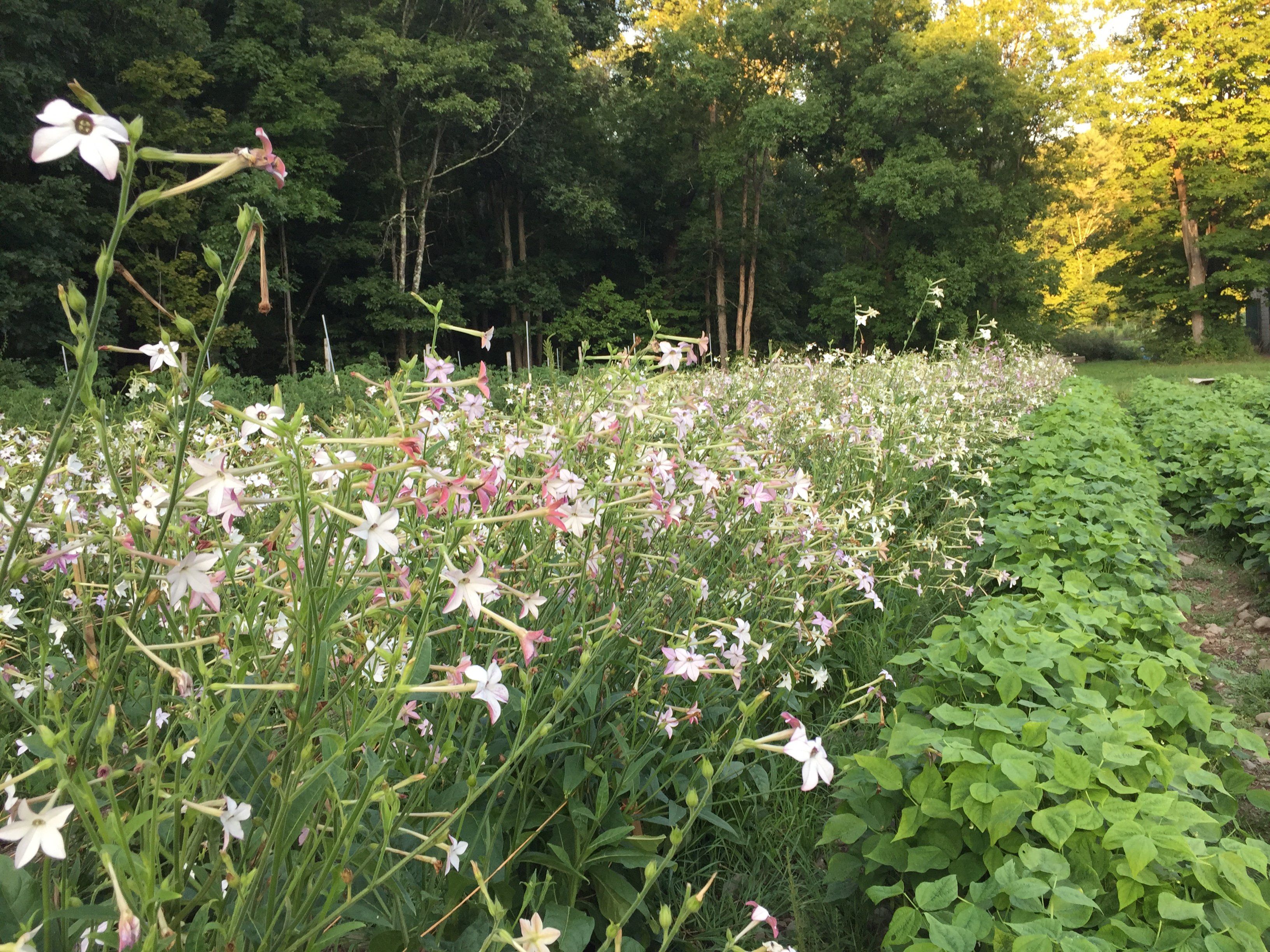 Lavender Cloud Nicotiana vendor-unknown