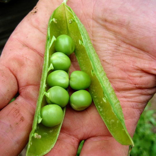 Laxton's Progress Shell Pea vendor-unknown