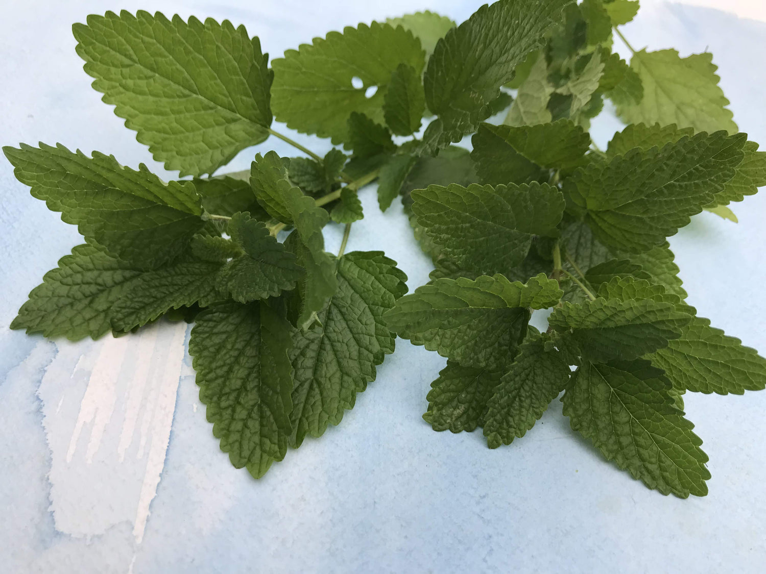 Lemon Balm vendor-unknown