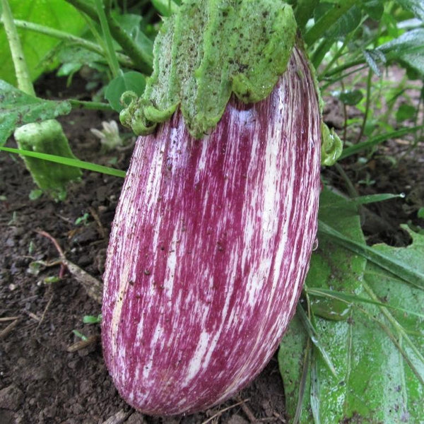 Listada di Gandia Eggplant vendor-unknown