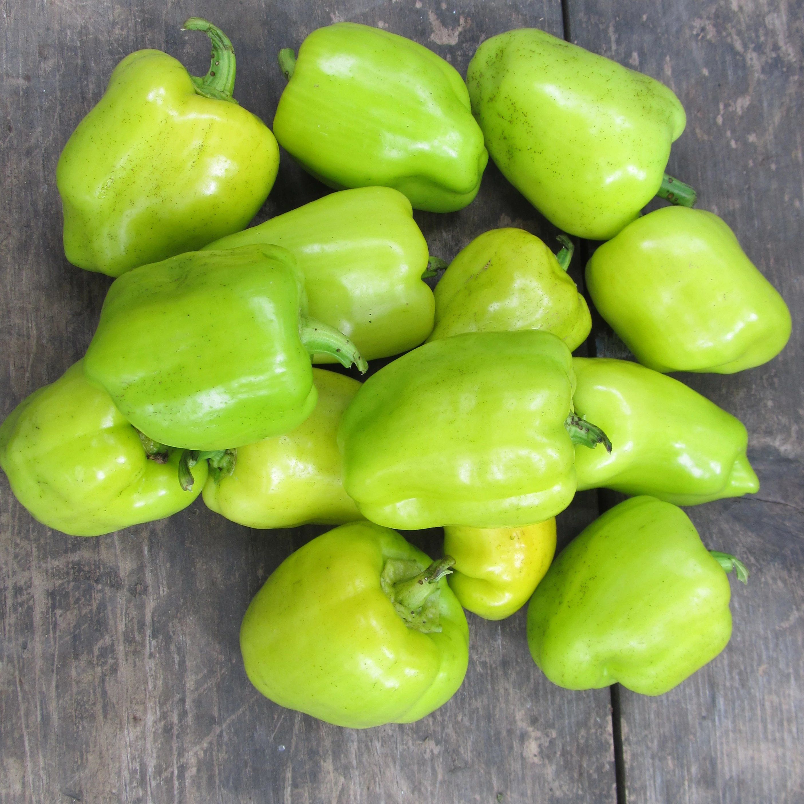 Little Bells Sweet Pepper vendor-unknown