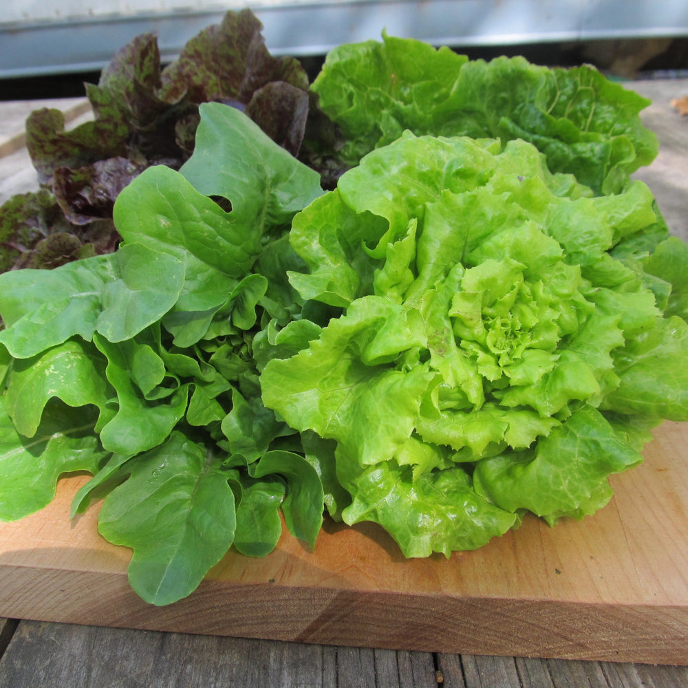 Little Gem Lettuce Mix Organic Seeds – Hudson Valley Seed Company
