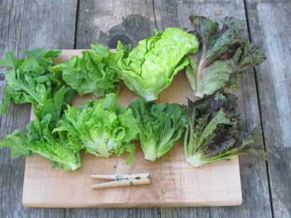 Little Gem Lettuce Mix vendor-unknown