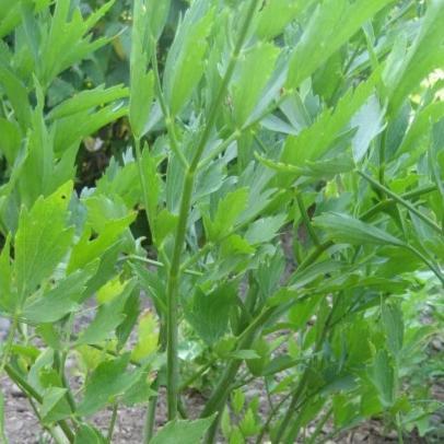 Lovage vendor-unknown