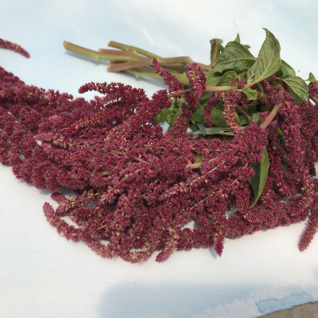 Love Lies Bleeding vendor-unknown