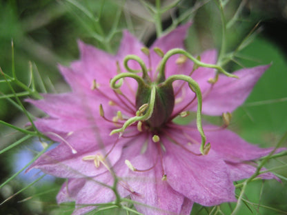 Love in a Mist vendor-unknown