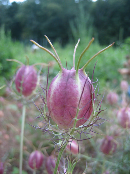 Love in a Mist vendor-unknown