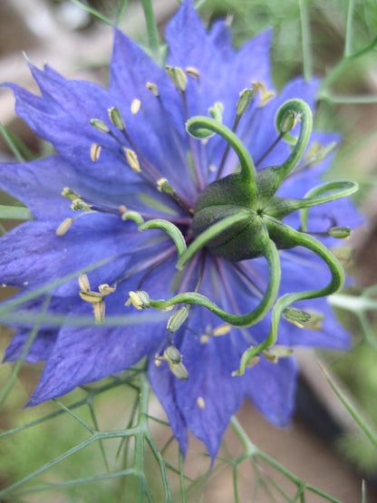 Love in a Mist vendor-unknown