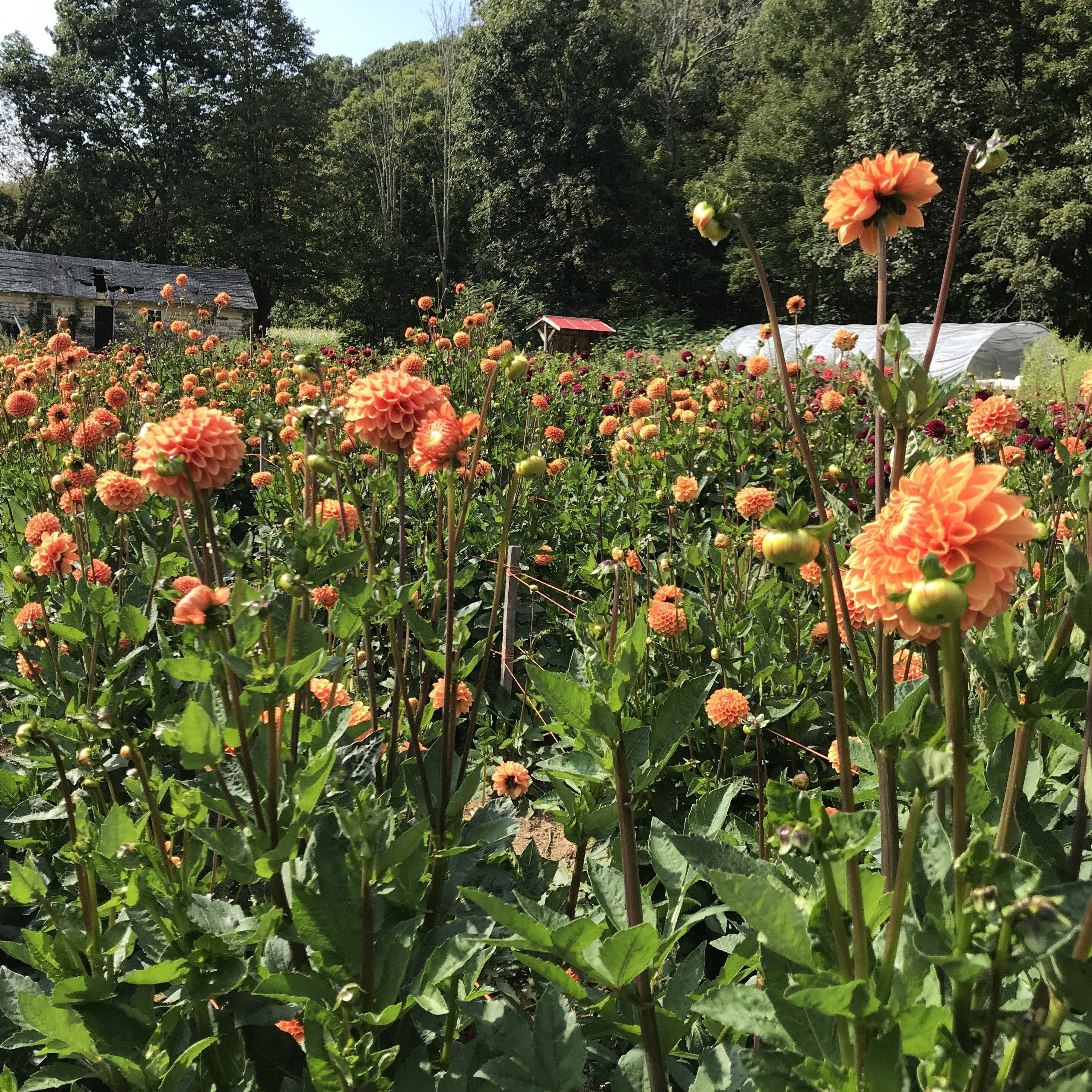 Maarn Dahlia Tuber vendor-unknown