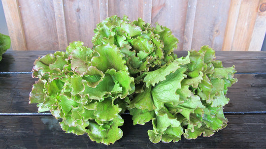 Magenta Lettuce vendor-unknown