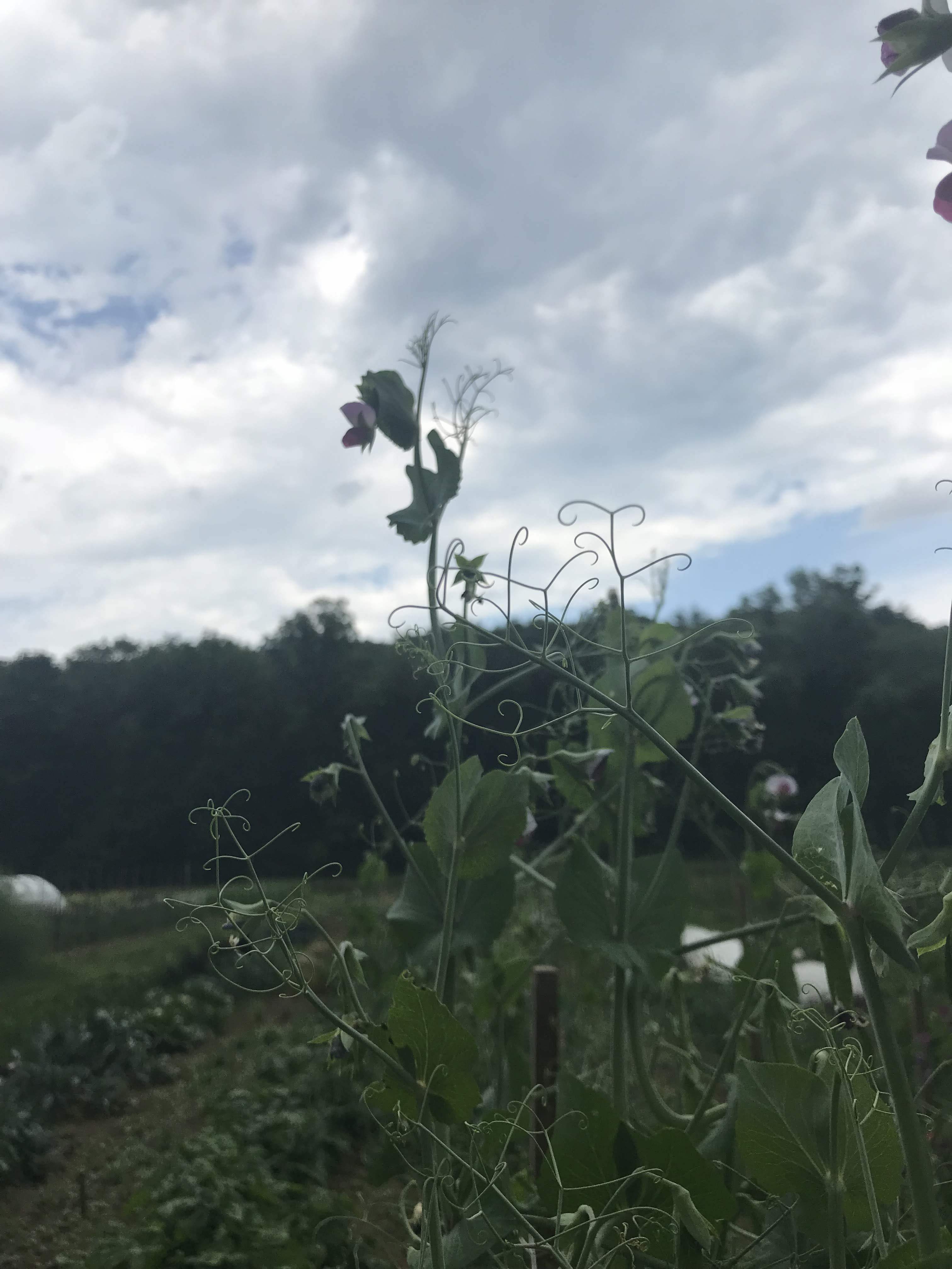 Magnolia Blossom Snap Pea vendor-unknown