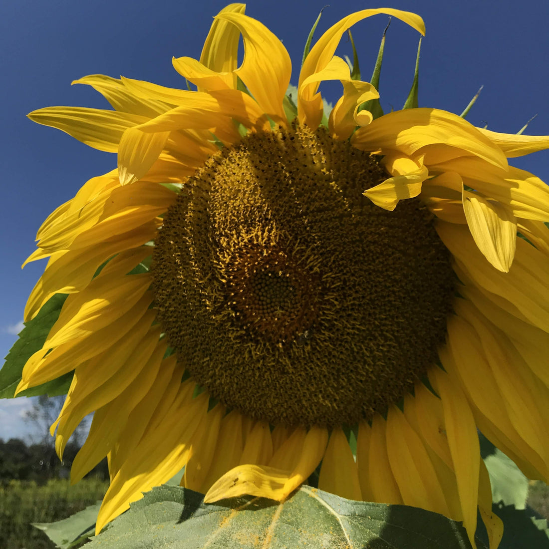 Mammoth Gray Stripe Sunflower vendor-unknown