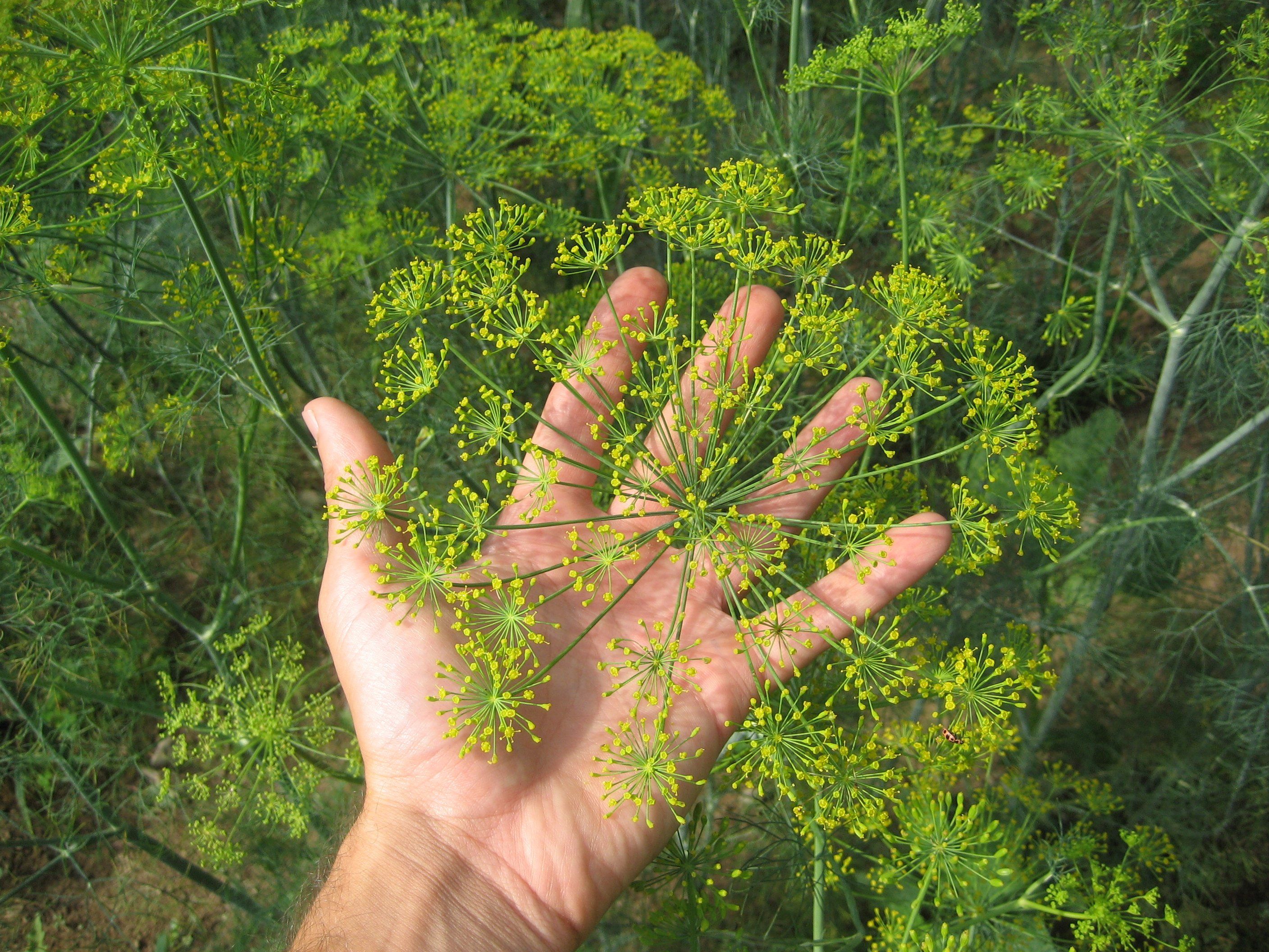 Mammoth Long Island Dill vendor-unknown