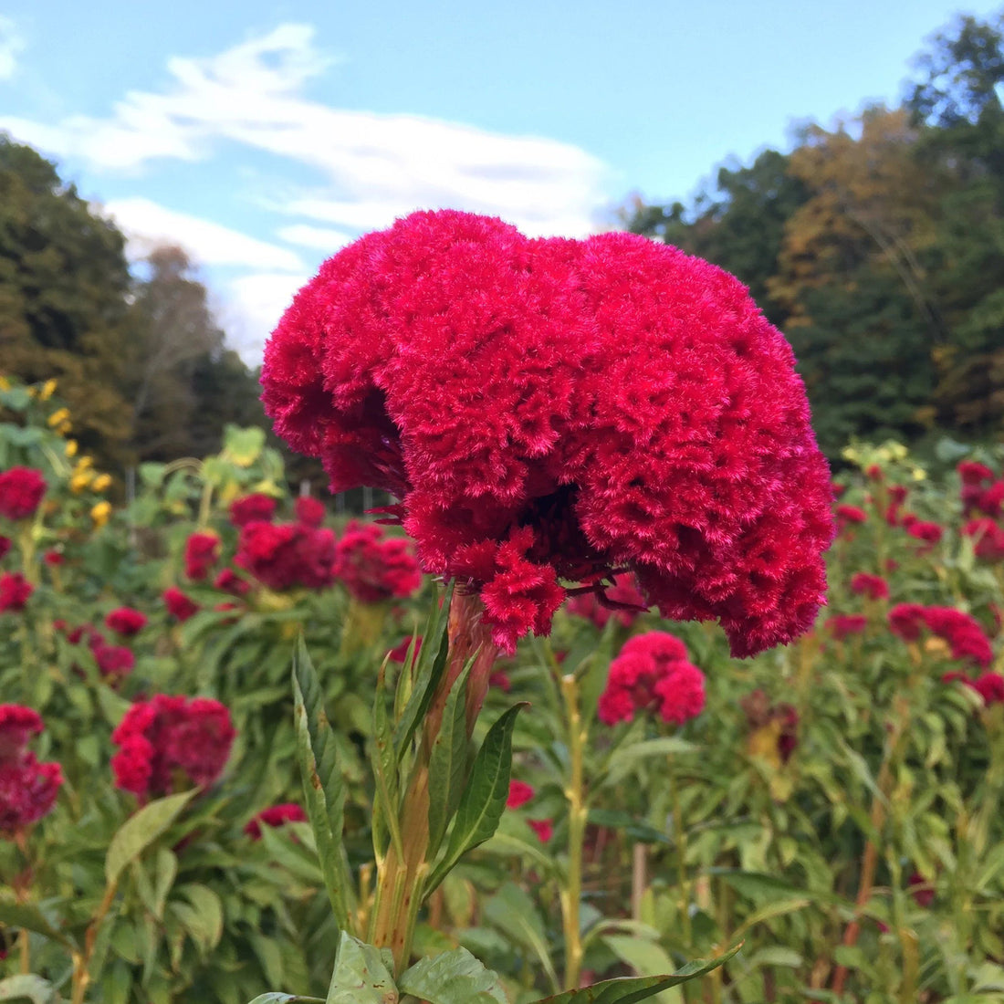 Mammoth Magenta Celosia vendor-unknown