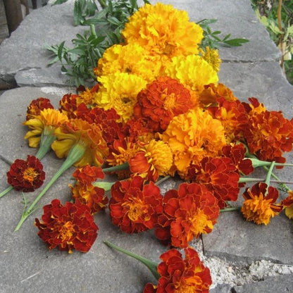 Marigold Medley vendor-unknown