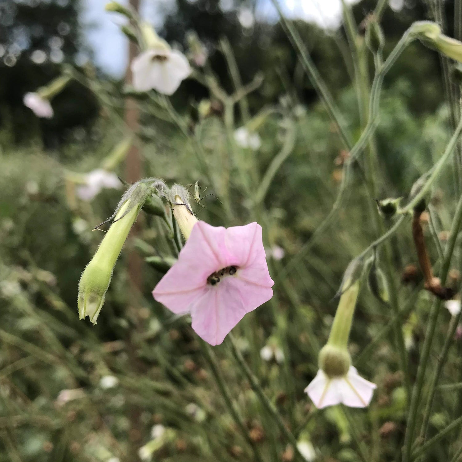 Marshmallow Nicotiana vendor-unknown