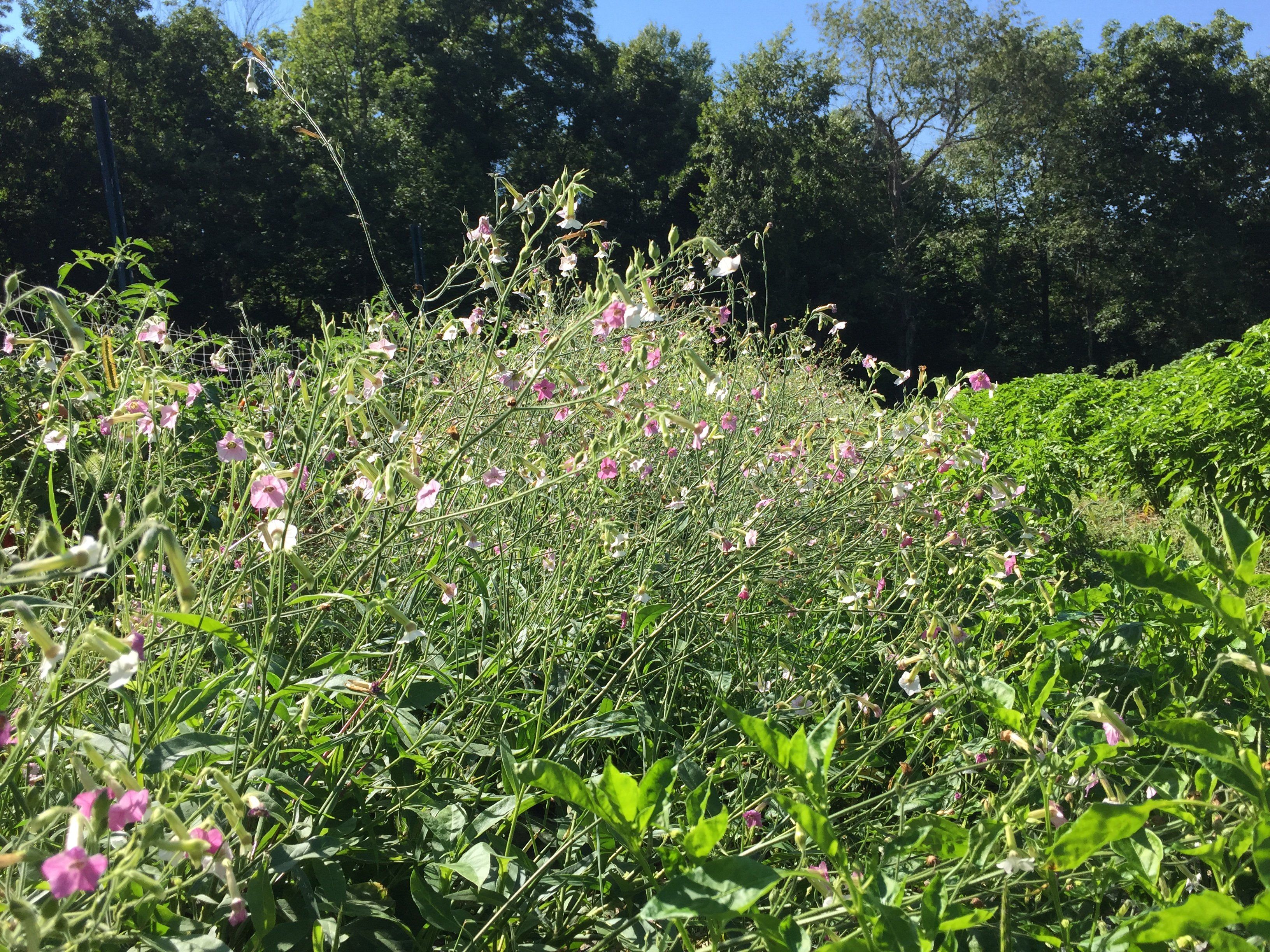 Marshmallow Nicotiana vendor-unknown