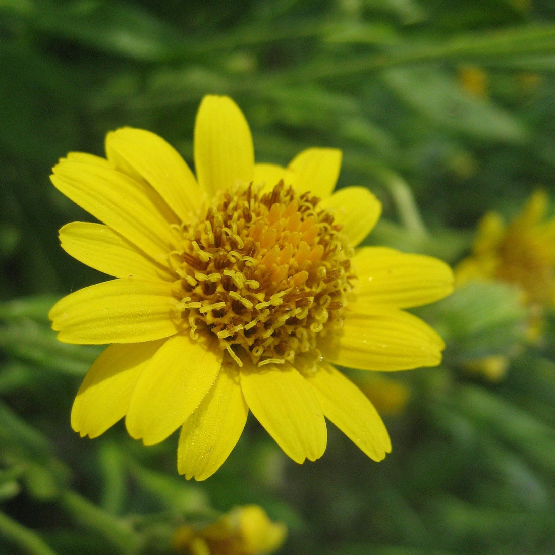 Meadow Arnica vendor-unknown