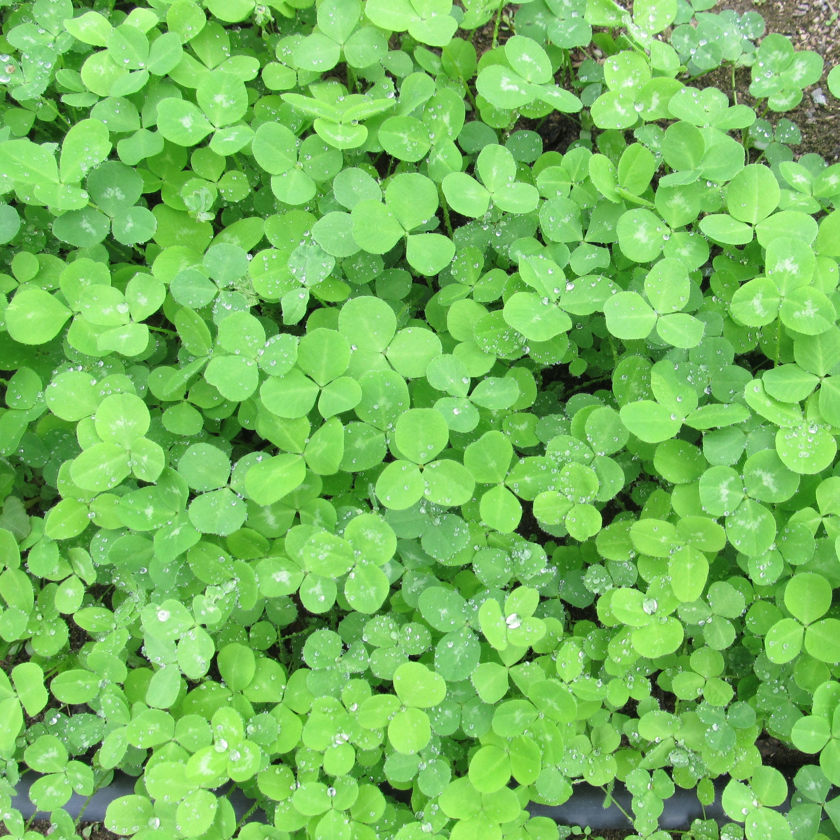 Medium Red Clover Cover Crop Seed vendor-unknown