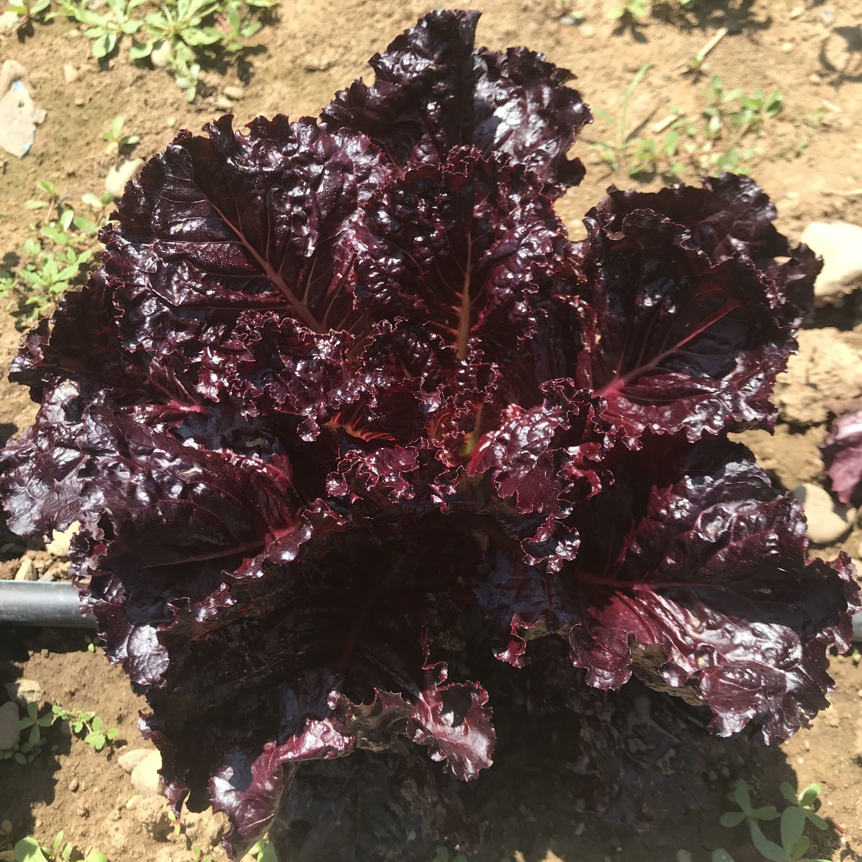 Merlot Lettuce vendor-unknown