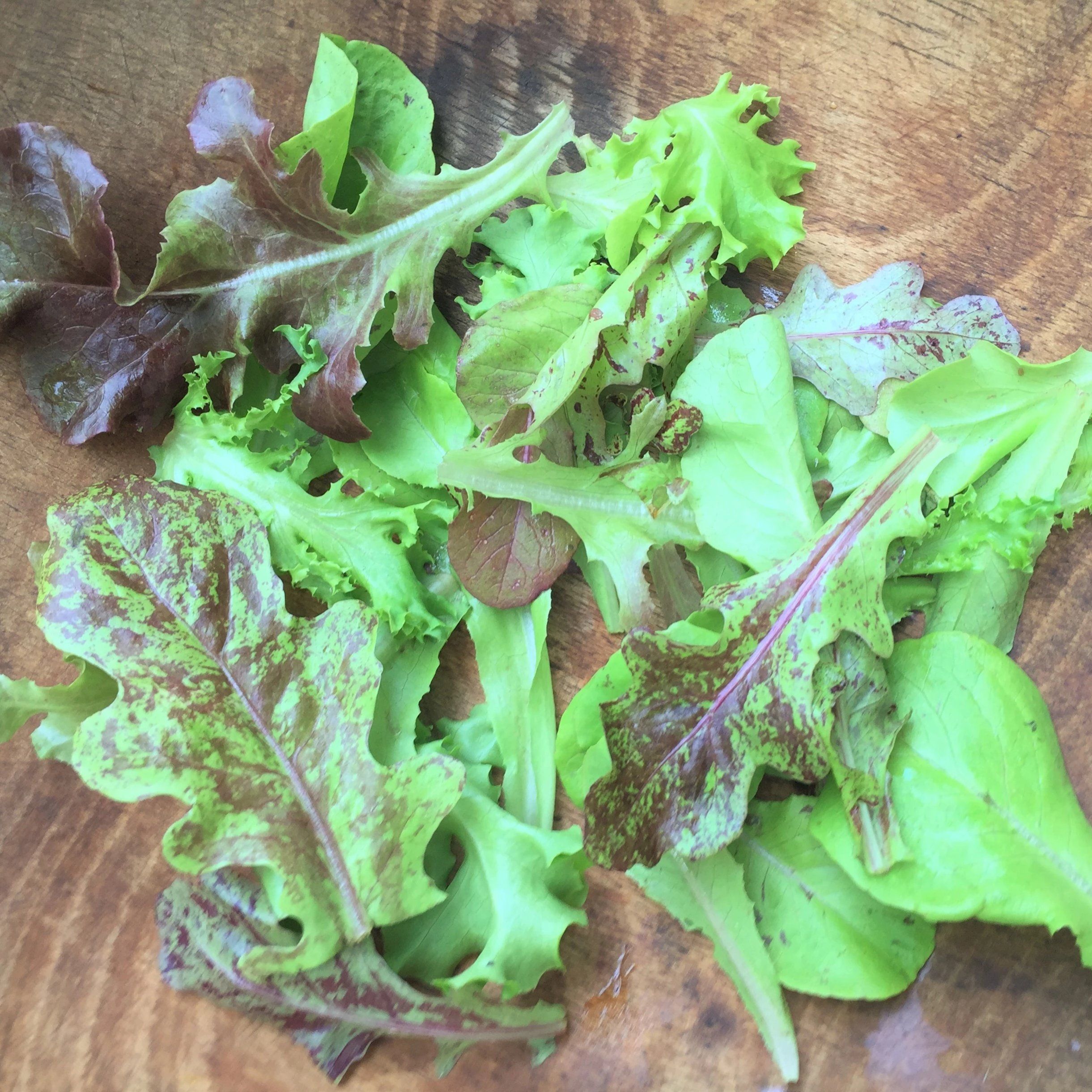 Metta Lettuce Mix vendor-unknown