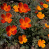 Mikado California Poppy vendor-unknown