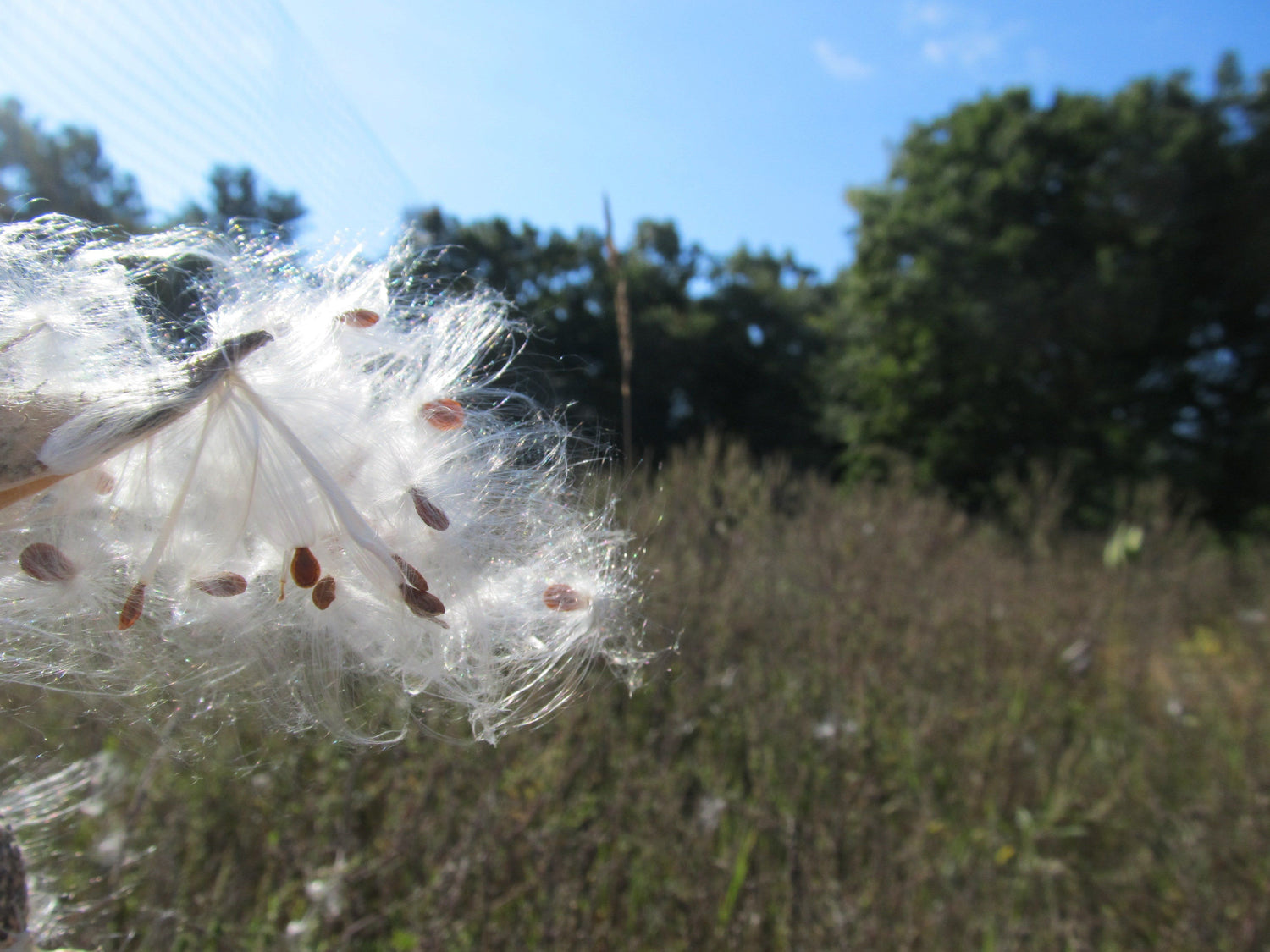 Milkweed