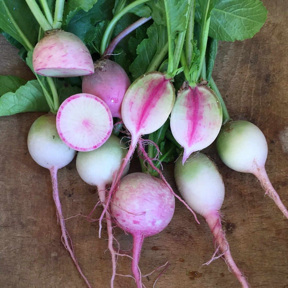 Misato Rose Fall Radish vendor-unknown