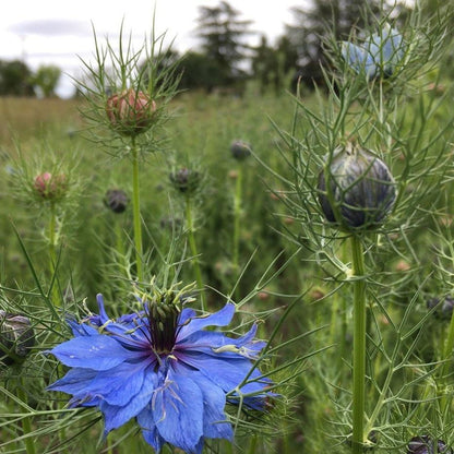 Miss Jekyll Nigella Mix vendor-unknown