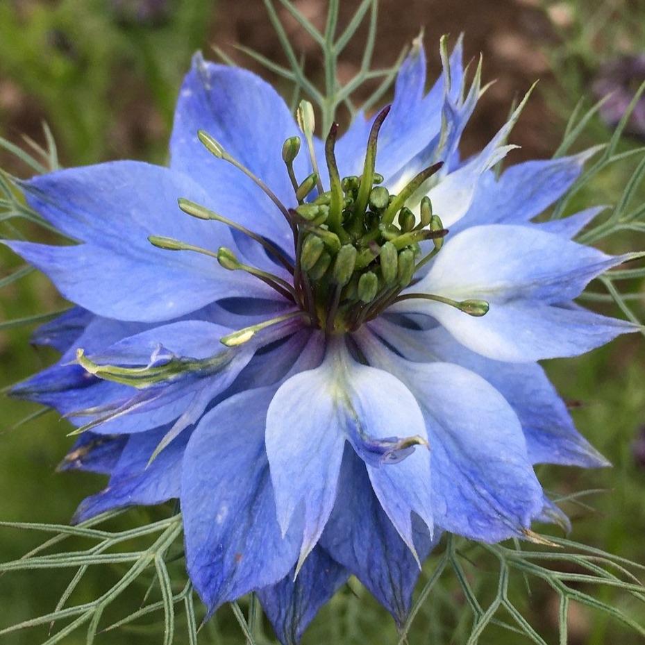 Miss Jekyll Nigella Mix vendor-unknown