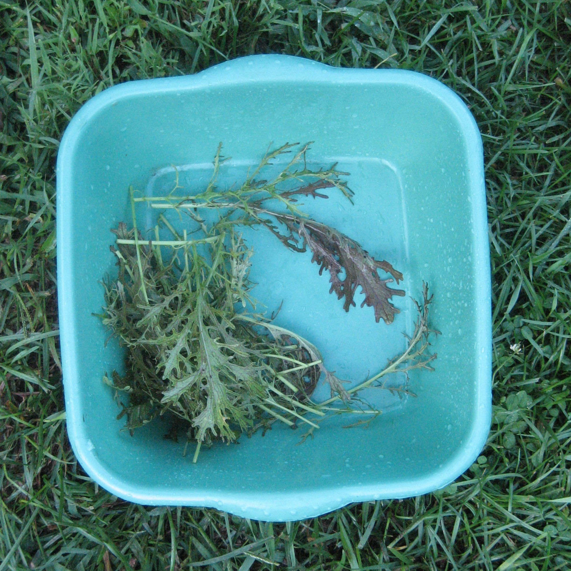 Mizuna Red Streaks Mustard vendor-unknown