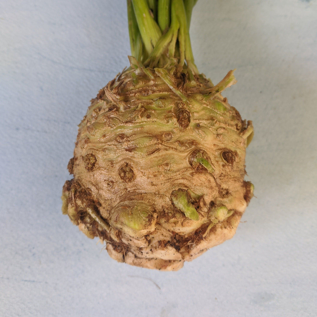 Monarch Celeriac vendor-unknown