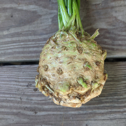 Monarch Celeriac vendor-unknown