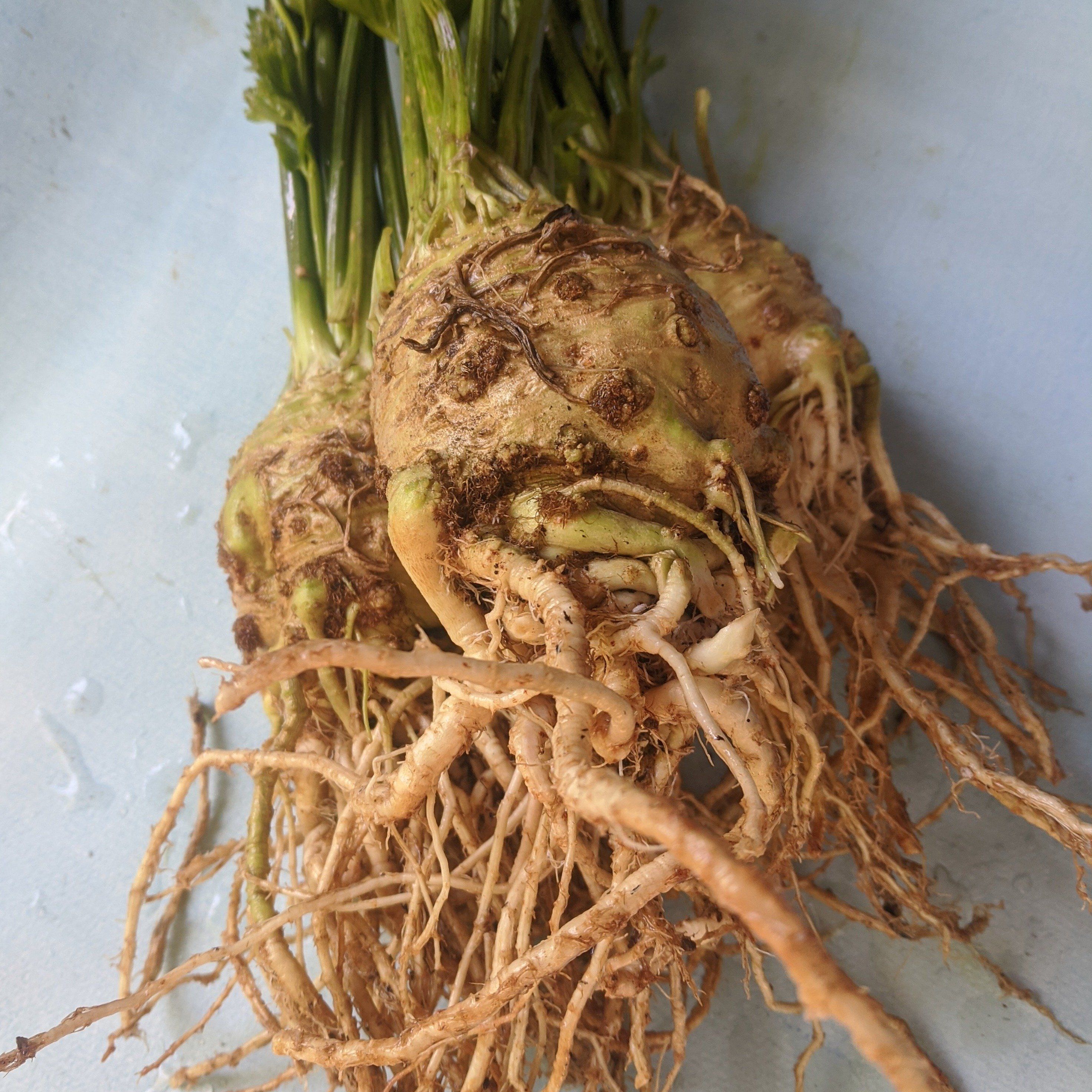 Monarch Celeriac vendor-unknown