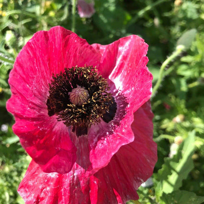 Mother of Pearl Poppy vendor-unknown