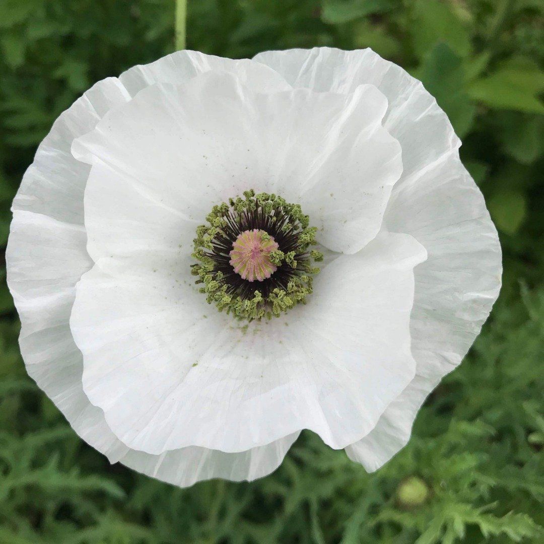 Mother of Pearl Poppy vendor-unknown