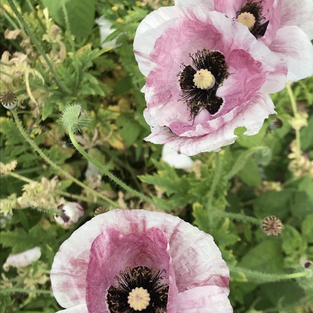 Mother of Pearl Poppy vendor-unknown