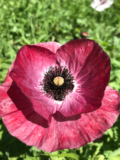 Mother of Pearl Poppy vendor-unknown