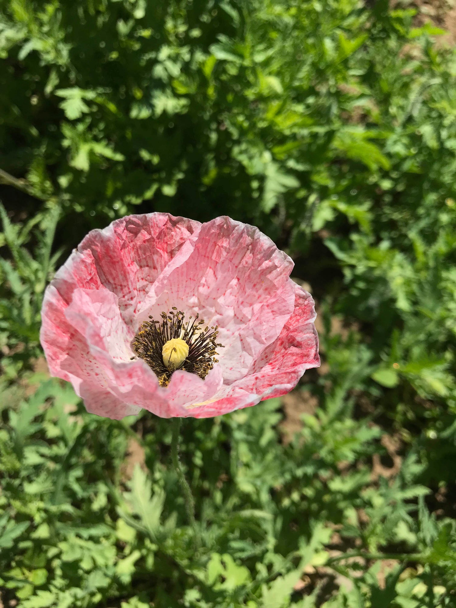 Mother of Pearl Poppy vendor-unknown