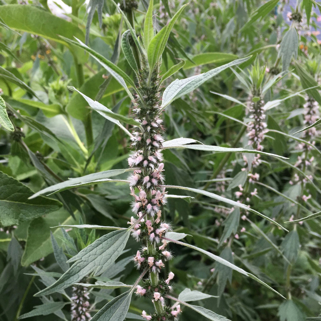 Motherwort vendor-unknown