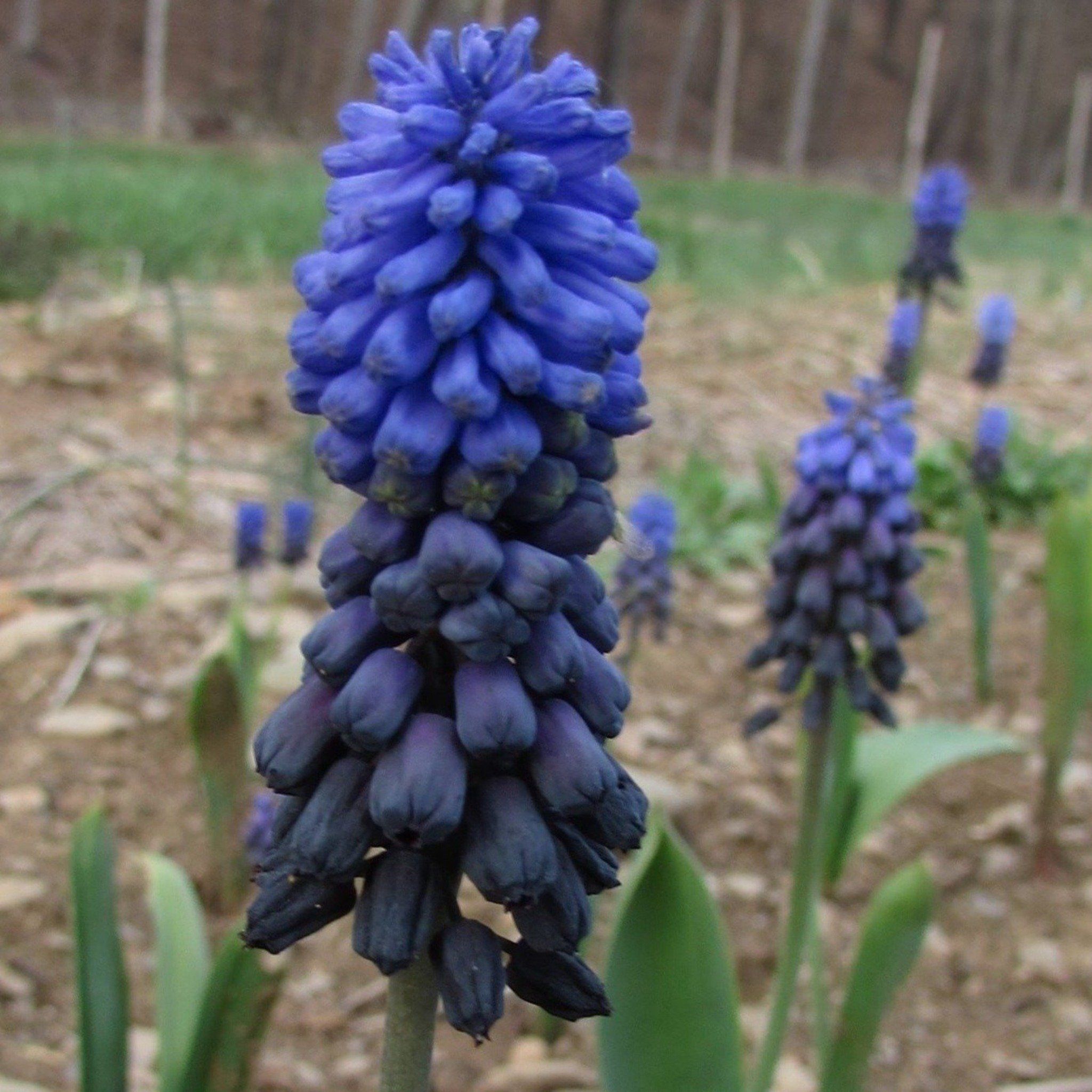 Muscari latifolium vendor-unknown