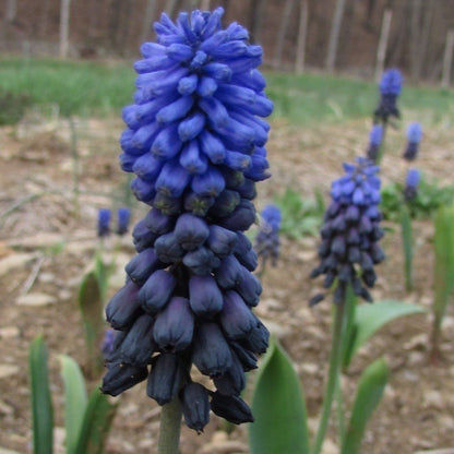 Muscari latifolium vendor-unknown